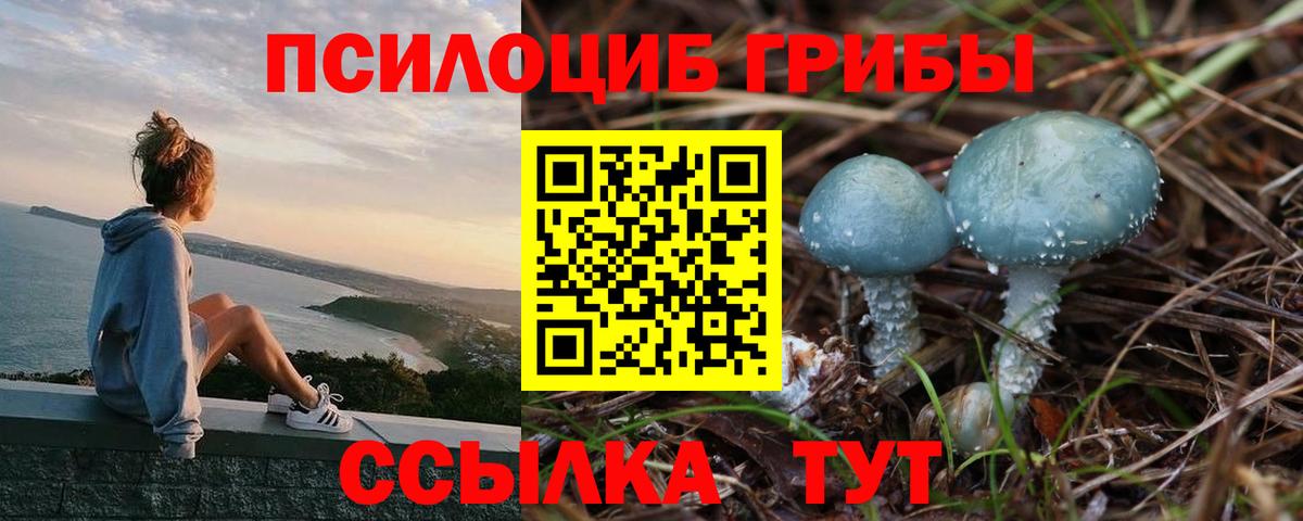 цена   Вход с VPN  Камышин  Псилоцибиновые грибы Cubensis 